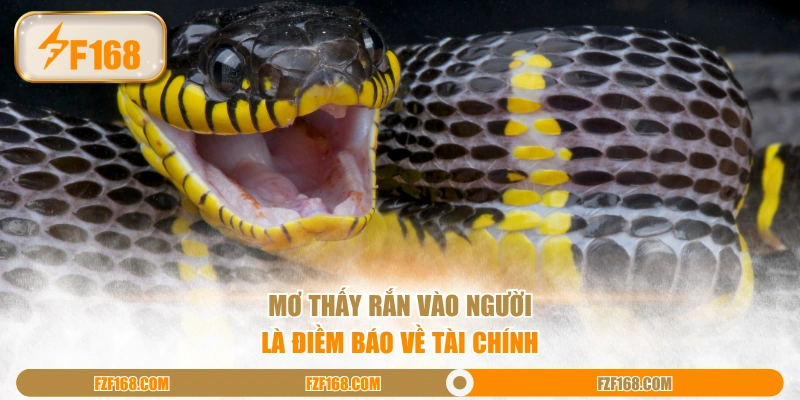 Mơ thấy rắn vào người là điềm báo về tài chính Mơ thấy rắn vào người là điềm báo về tài chính
